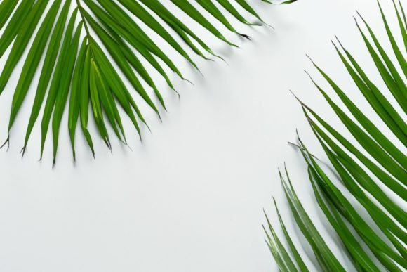 Download Green Inspiration: Refreshing Leaf - Refreshing Collection