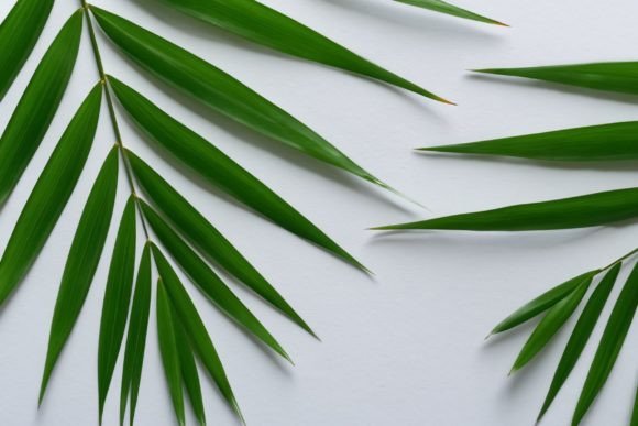 Download Green Inspiration: Refreshing Leaf Canva - Refreshing Collection